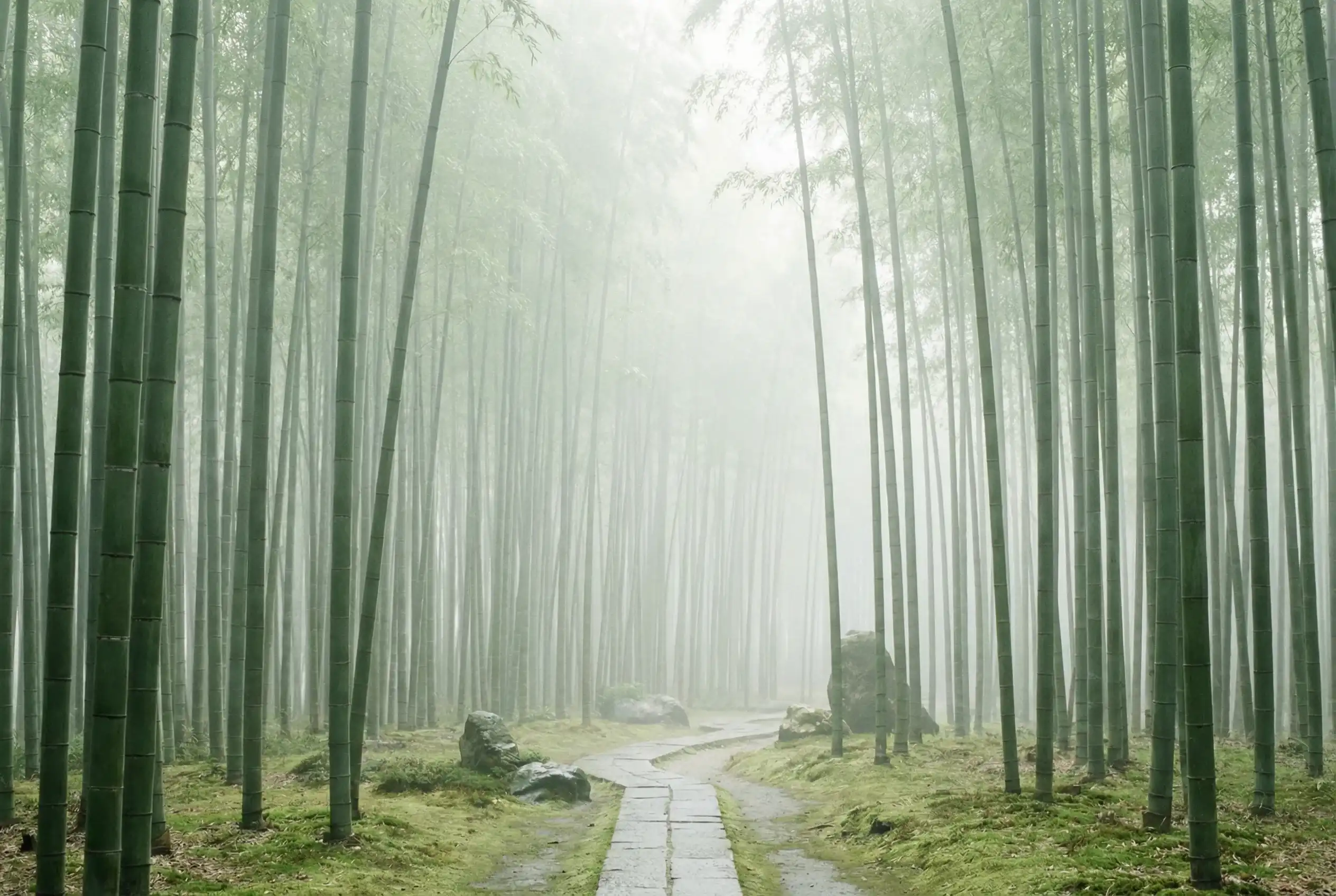 全民彩票 自然恩赐计划竹林背景